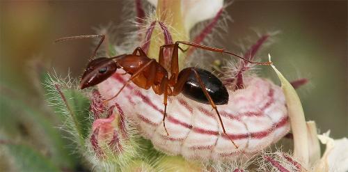 Camponotus pilicornis